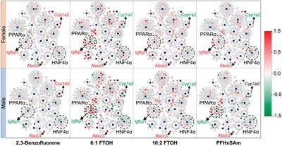 Exposure to PFAS chemicals induces sex-dependent alterations in key rate-limiting steps of lipid metabolism in liver steatosis